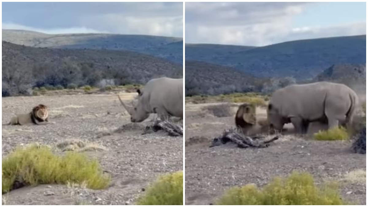 VIRAL VIDEO | Three lions take on gentle giant rhino; what happens next cracks up internet
