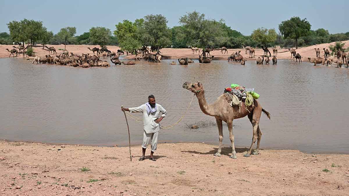 Greening of the Thar: A blessing or a curse for India's great desert?
