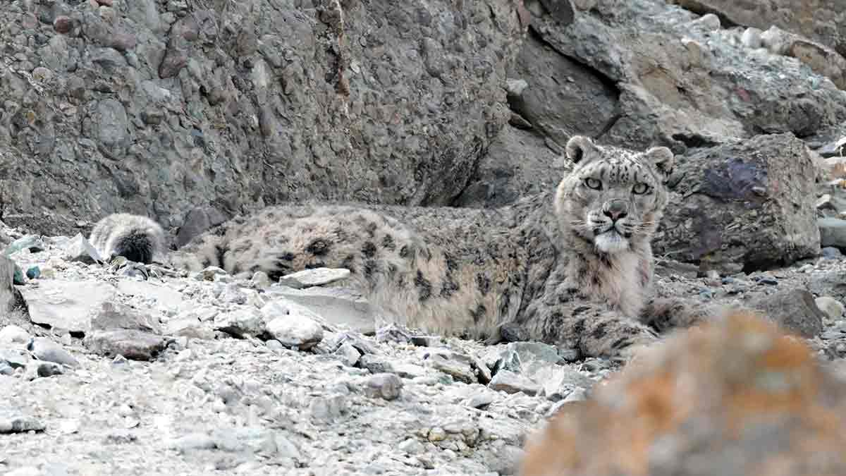 Environment Day Special: THE WEEK's exciting encounter with the elusive ...