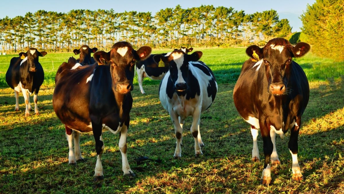 Will the India-NZ free trade deal fall apart on dairy?