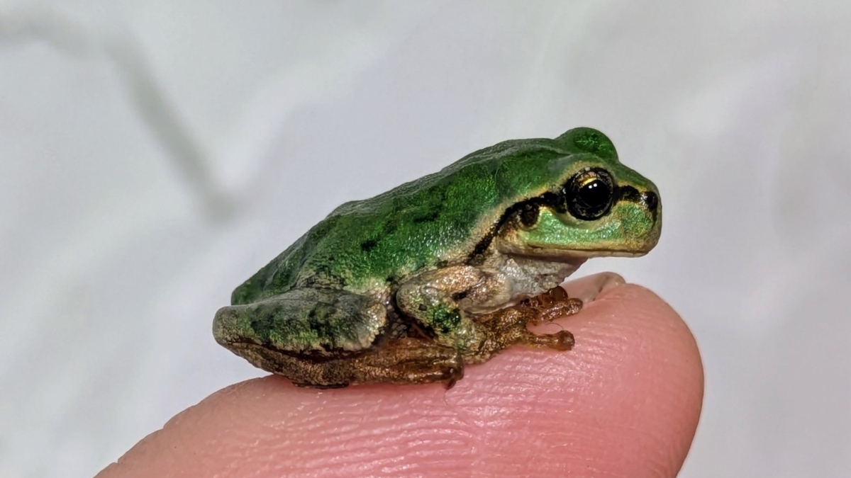 How bacterium in frogs can kill cancer cells more effectively than chemotherapy, medicines? Japanese study hailed after breakthrough