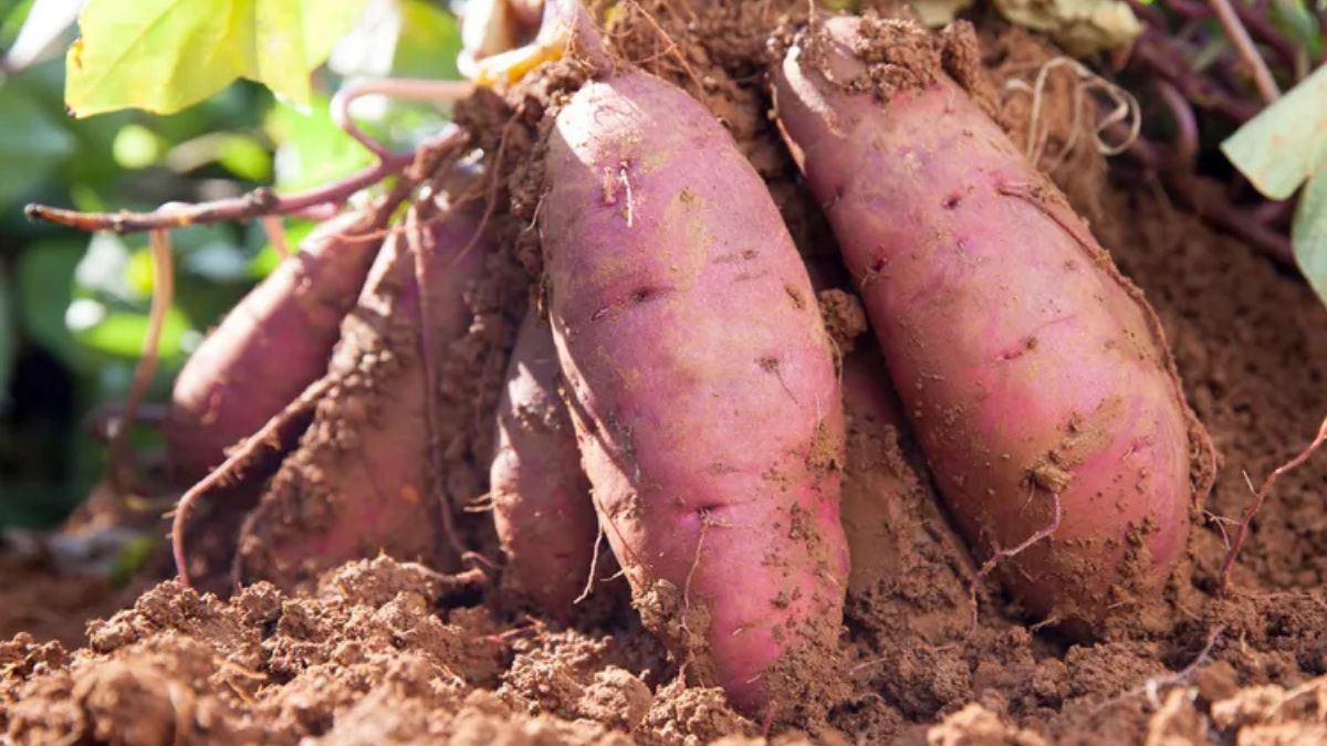 FACT CHECK: Can sweet potatoes help manage cholesterol, diabetes, and constipation? 