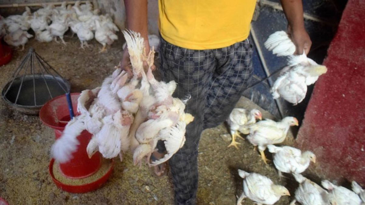 Can eating chicken spread bird flu? Experts bust 5 common myths