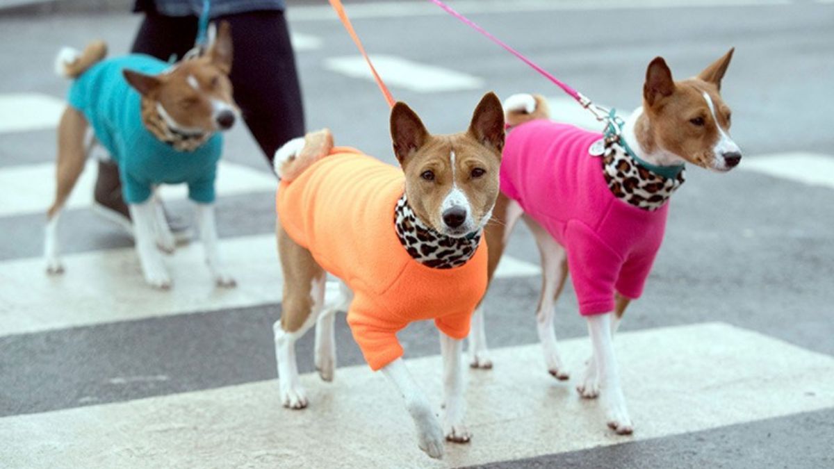 How owning a dog could boost your heart and brain health