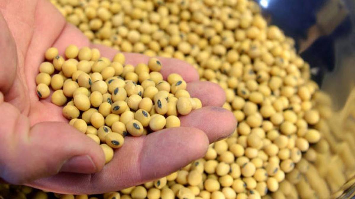 FACT CHECK: Does soybean cause enlarged breasts in men? 