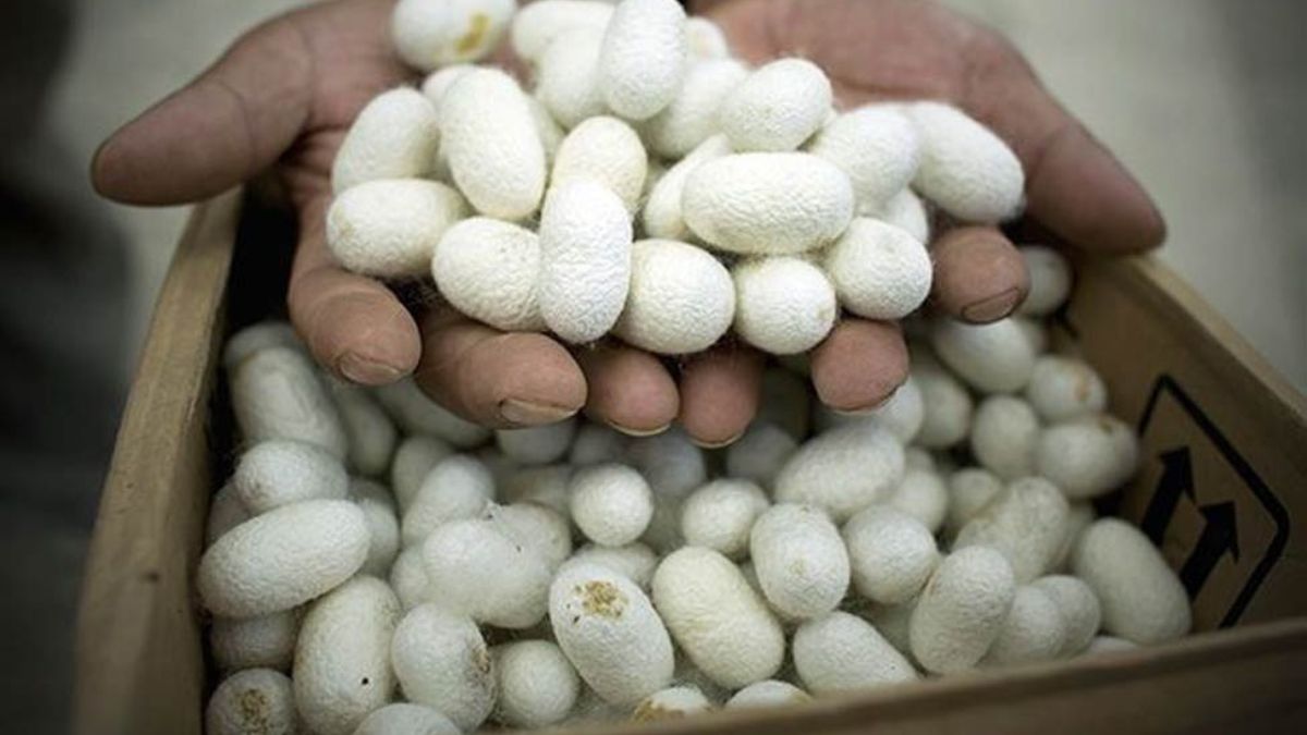 Can silkworms solve the world’s protein crisis?