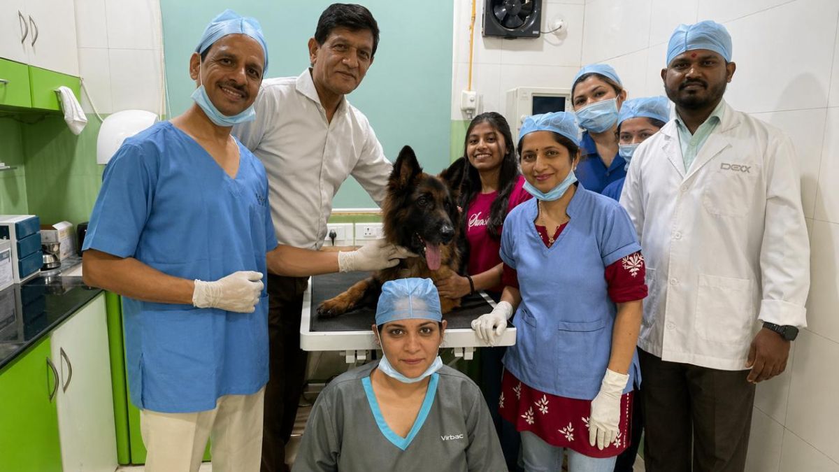 After euthanasia was recommended, Pune vets save German Shepherd with severe kidney failure