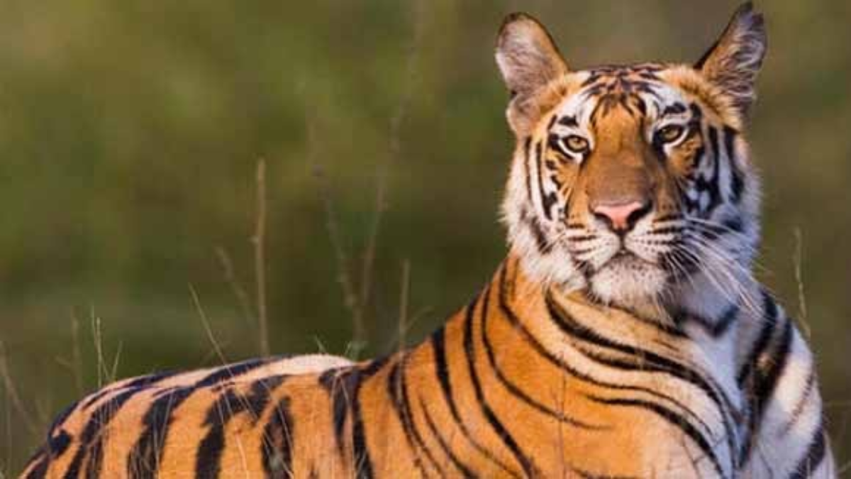 Tigers are thriving in India, but forest ministry needs more funds to keep them and humans safe: Parliamentary committee report