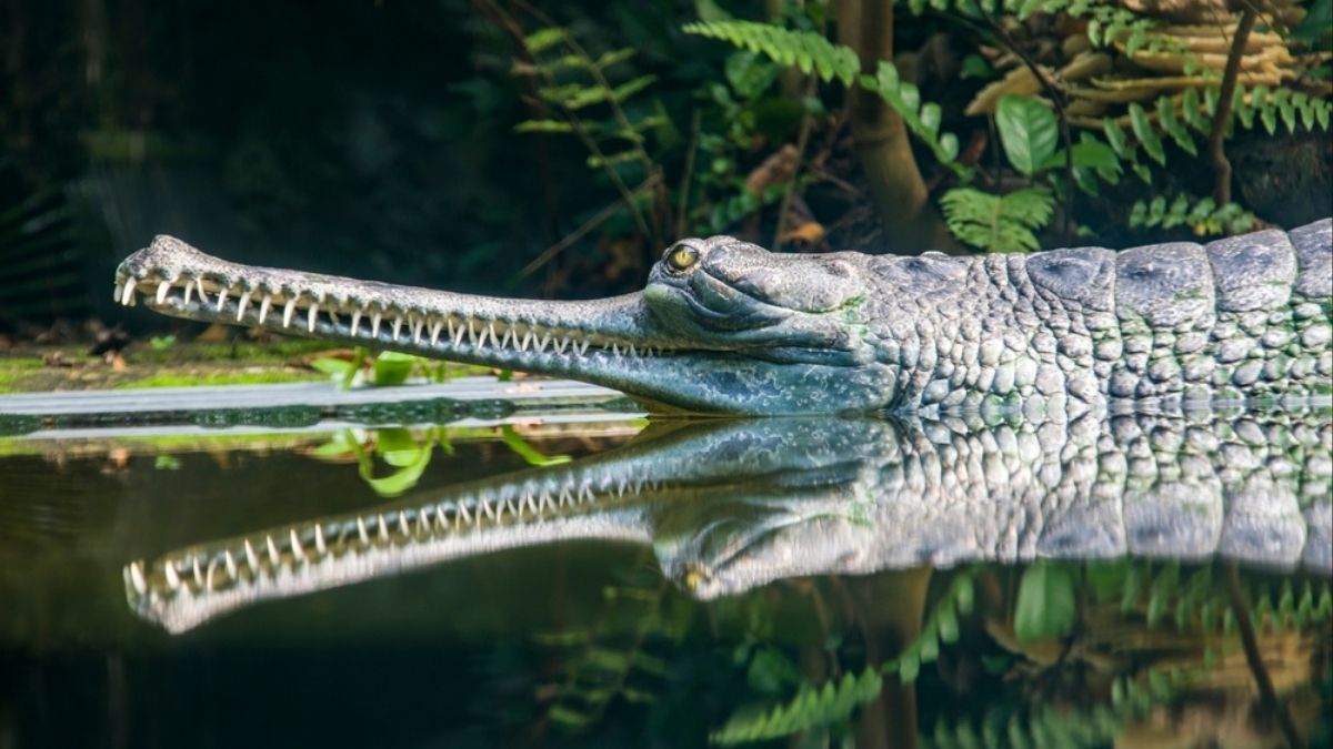 Alleged reptile smuggler, eight years on the run, caught in Kanpur