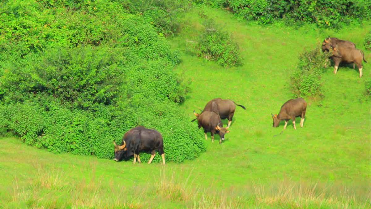 Pampadum Shola National Park: In search of the mighty Gaur