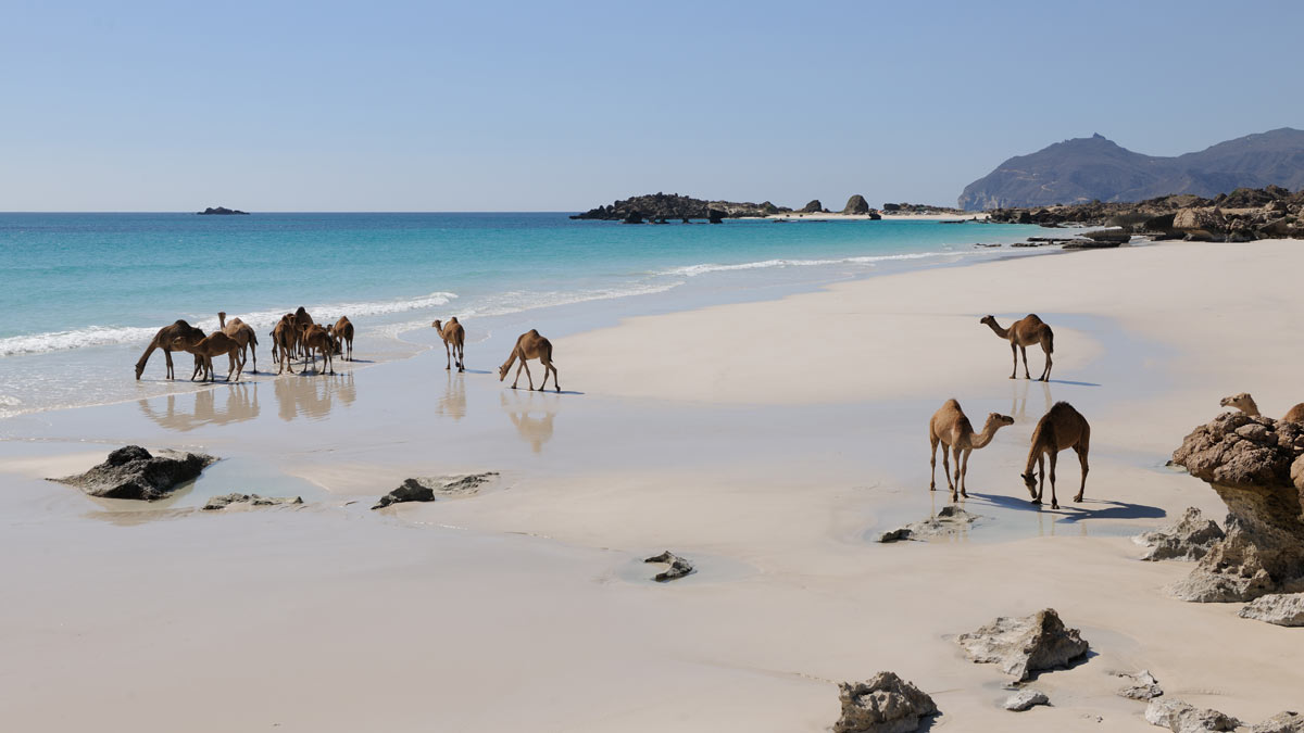 Unveiling Salalah: Ancient frankincense, dramatic wadis and pristine ...