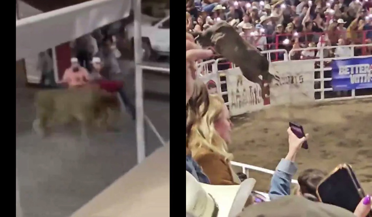 Watch | Out-of-control rodeo bull leaps into Oregon crowd, tosses woman ...
