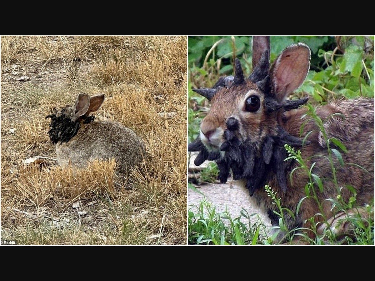Vph Rabbits Shope Papilloma Virus