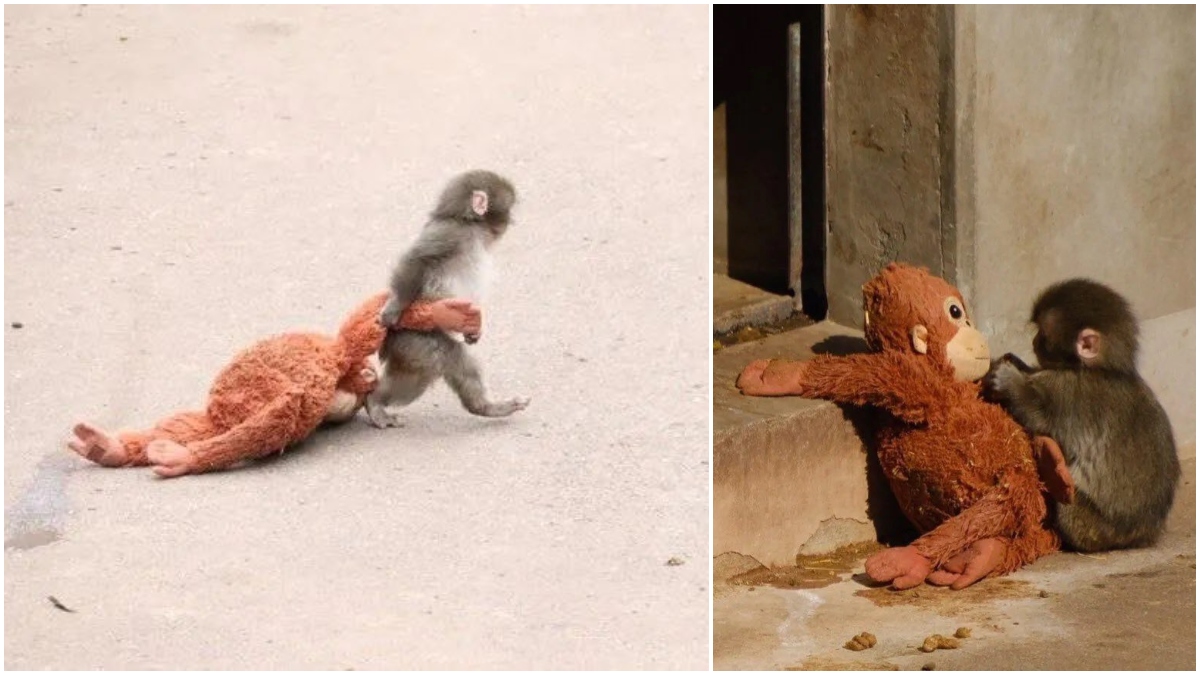 Punch: Is baby monkey with stuffed toy still bullied? Japanese zoo confident viral video didn't show...