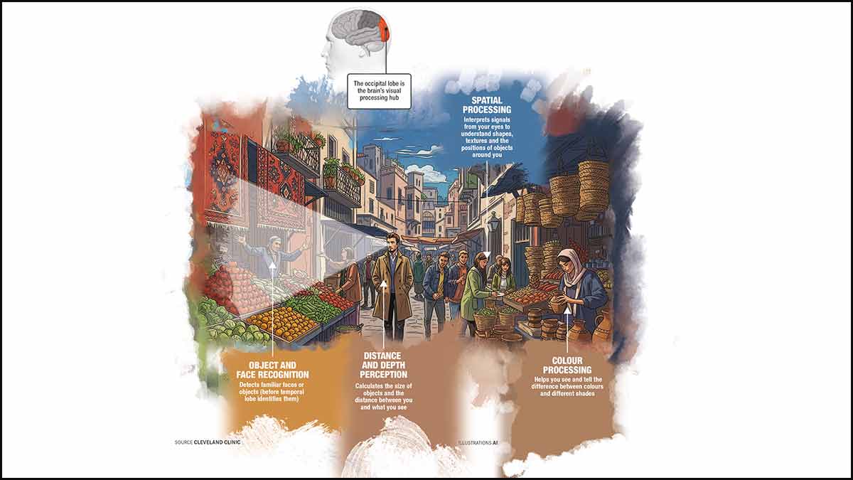 The Occipital Lobe: How the back of your brain creates your world